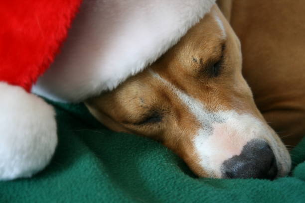 istock Sleeping Pit Bull Terrier Dog Wearing a Santa Hat 674705266