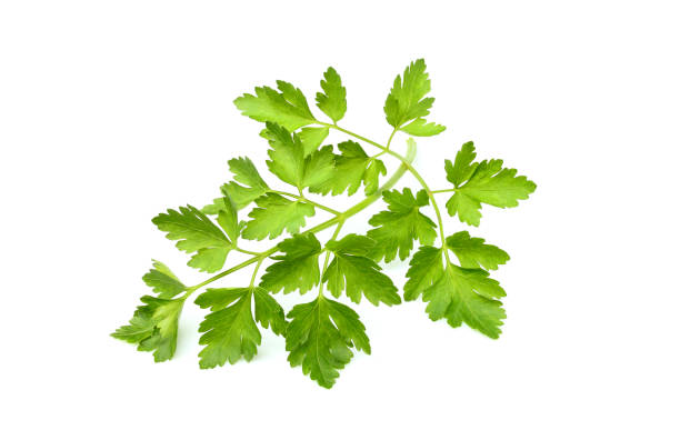 istock A fresh twig of parsley isolated. 674714886