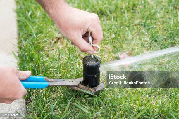 Sprinkler Head Adjustment For Home Lawn Irrigation System Stock Photo - Download Image Now