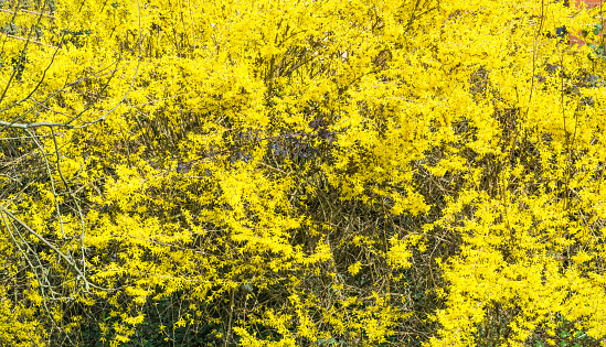 Large yellow flowering broom bush.