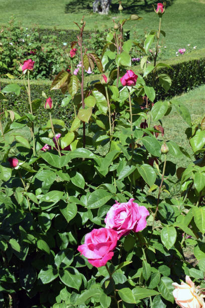istock Rose garden in public park 674726554