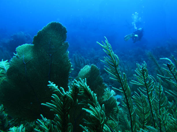 istock Single Scuba Diver with Bubbles Behind Fan Coral 674726920