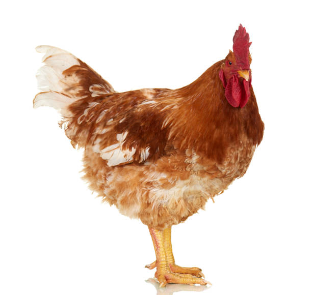 istock Rooster on white background, isolated object, live chicken, one closeup farm animal 674730992