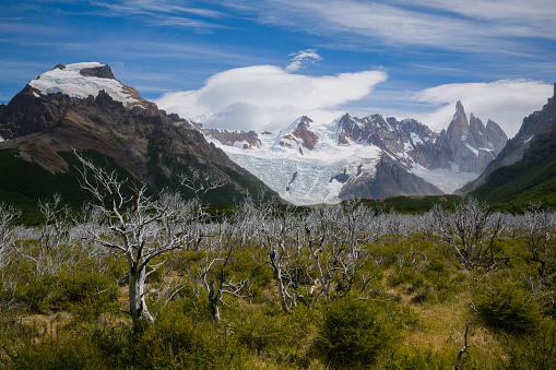 Naked trees with Cerro Torre in the back. A truly magnificent sight to witness. Los Glaciares National Park (Spanish: Parque Nacional Los Glaciares, \