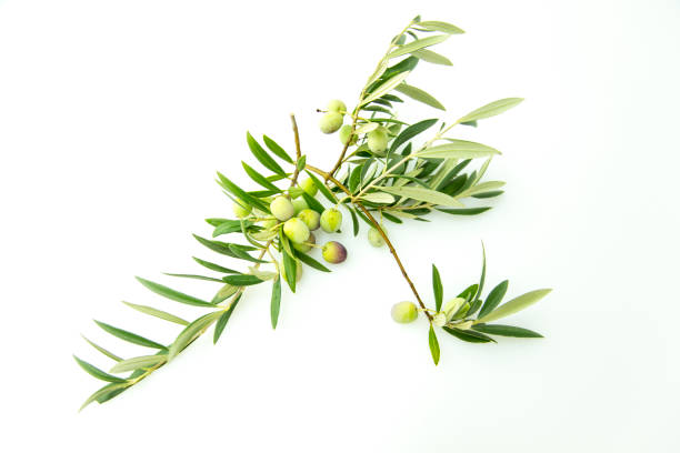 istock Olive Tree Branch with Green Olives. 674736154
