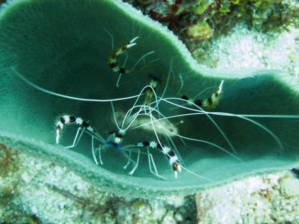 istock banded shrimp inside barrel coral 674736576
