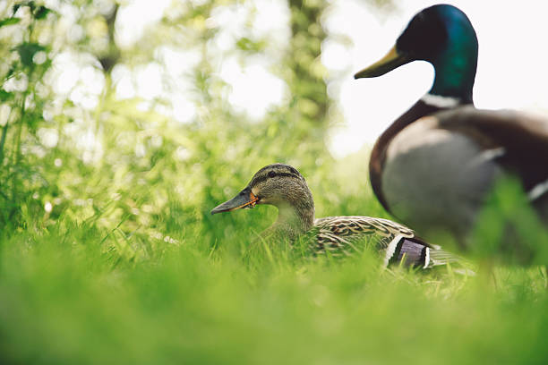 istock Side View Of Mallard Ducks On Grassy Field 674737659