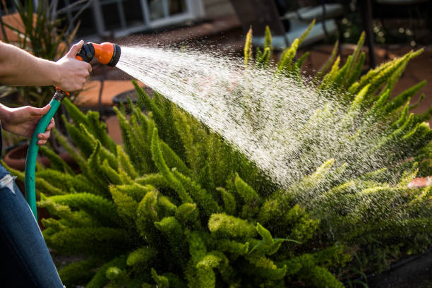 Watering the Plants Female adult watering her plants with a spray nozzle. Light shines on the spray of water coming from the hose and glistens on the beads of water as it showers over the plant. water conservation photos stock pictures, royalty-free photos & images
