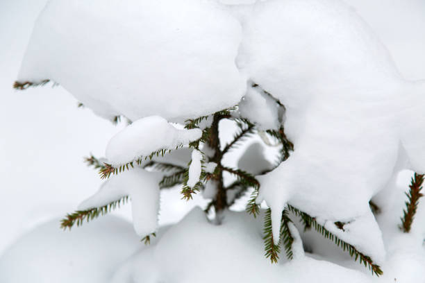 istock Piece of pine in the snow 674750214