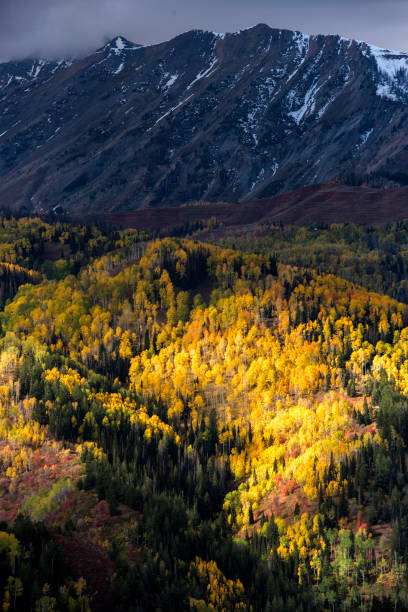Dramatic scenic of aspens in Utah. stock photo