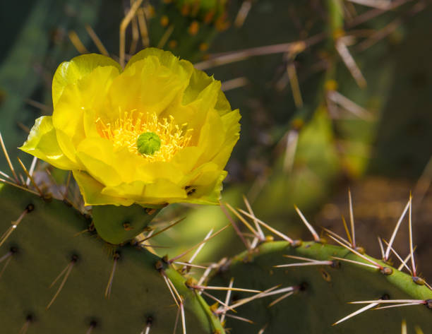 istock Close up of a prickly pear 674753060