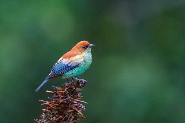 Male Chestnut backed Tanager stock photo