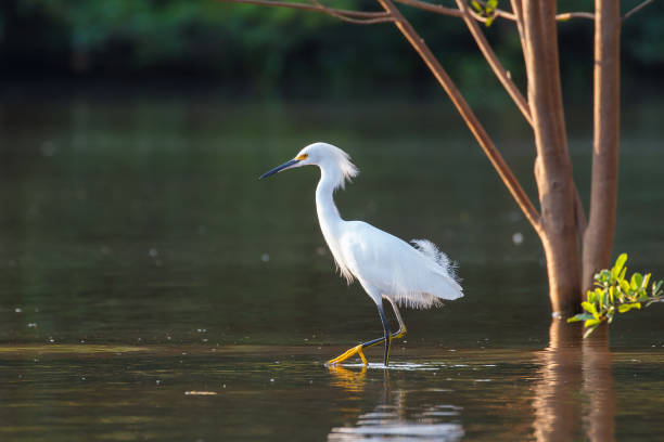 garceta blanca vadeando en el agua - wading snowy egret egret bird fotografías e imágenes de stock