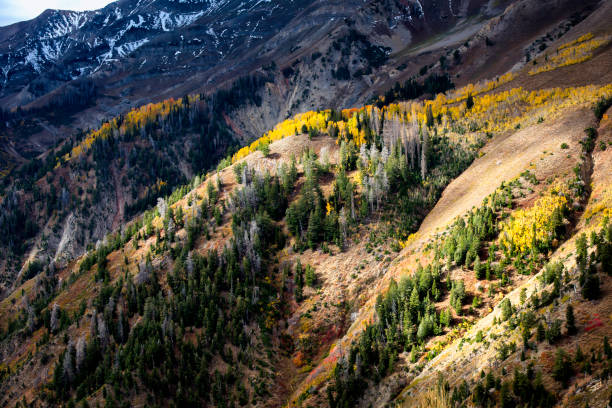 Scenic view of aspens and evergreens in Utah. stock photo