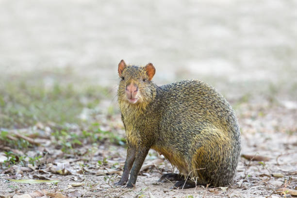 agouti d’azara, assis sur un sol nu - agouti animal photos et images de collection