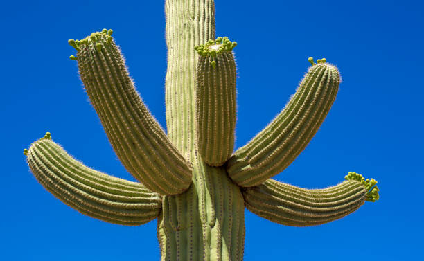 blühenden saguaro kaktus - sonoran desert cactus flower head southwest usa stock-fotos und bilder