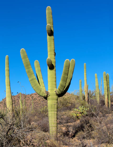 istock Flowering Saguaro Cactus 674755058