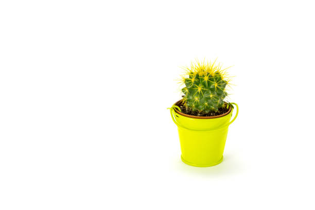 istock Green cactus in small bucket isolated on a  white background 674756112