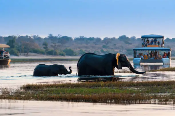 Female African Elephant and its cub crossing the Chobe River in the Chobe National Park with tourist boats on the background; Concept for travel in Botswana and Safari