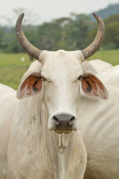 Head Shot of a Brahman bull with long horns