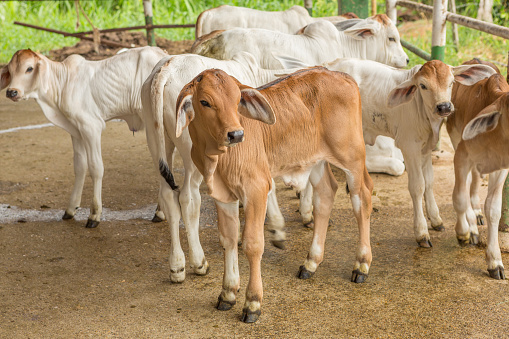 Recently born calves enclosed in corral