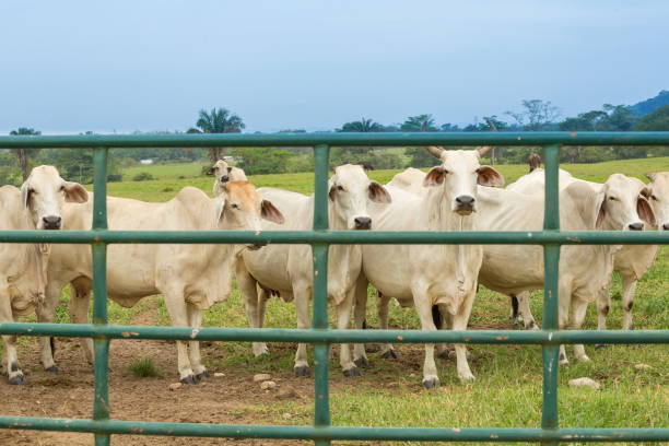 istock Cows and Bulls Watching Photographer Through Fence 674762762