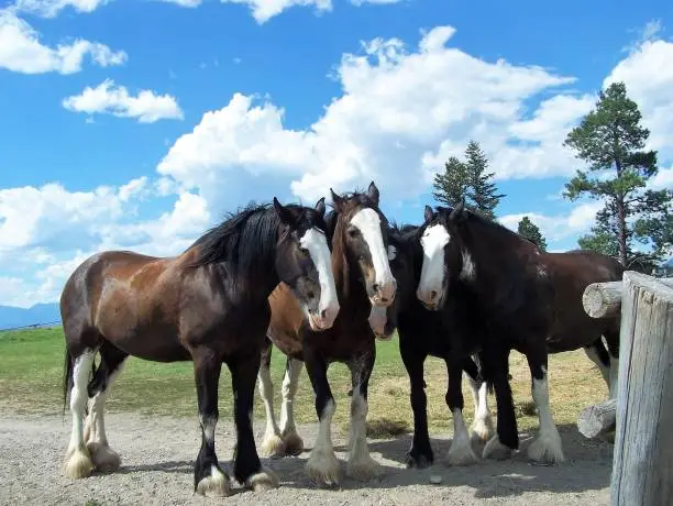 Photo of Clydesdale horses resting together
