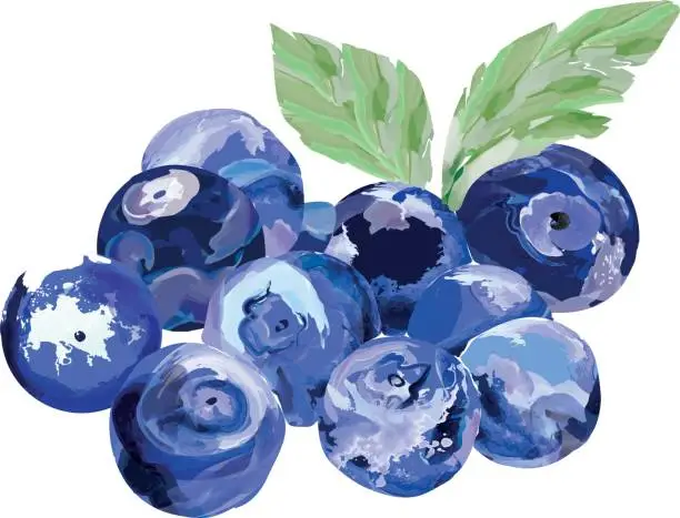 Vector illustration of Blueberries watercolor vector. Many painted berries