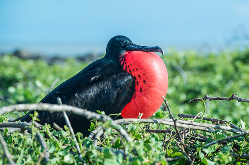 A male great frigatebird (Fregata minor) at the Galapagos Islands in the Pacific Ocean. The red gular sac of the male birds is fully inflated. Wildlife shot.
