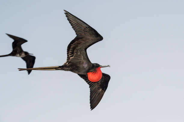 Great frigatebird (Fregata minor) at Galapagos islands A male great frigatebird (Fregata minor) flying over the Galapagos Islands in the Pacific Ocean. The red gular sac of the male birds is fully inflated. Wildlife shot. fregata minor stock pictures, royalty-free photos & images