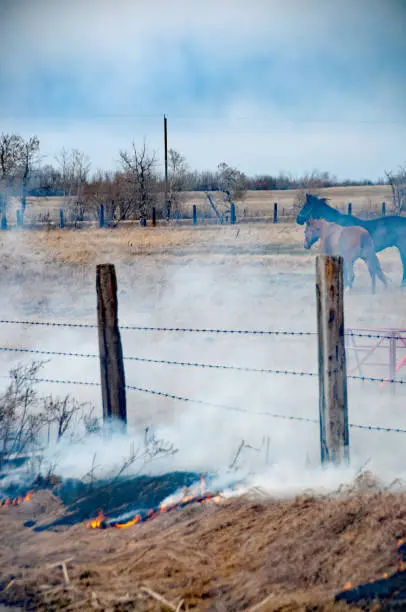 Grassfire in field with horses - spring
