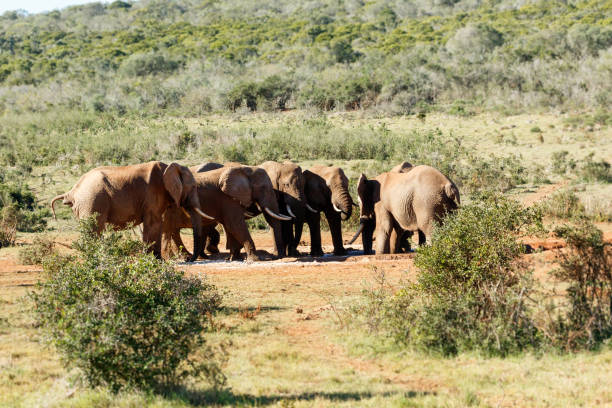 istock Between the bushes, the Elephants is gathering together at the dam 674772744
