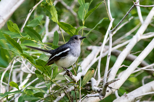 A female Oriental Magpie-Robin (Copsychus saularis), singing in the bushes in Rajasthan, India.