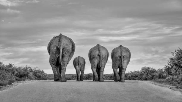 Time To Go Home A family of Elephants wanders down a road at the end of the day elephant photos stock pictures, royalty-free photos & images