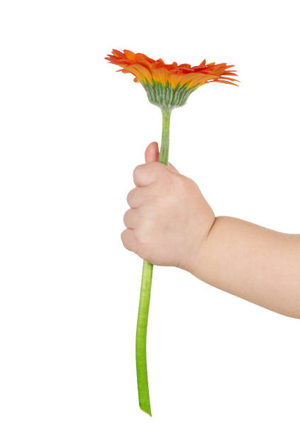 istock baby hand  holding  flower 674775658