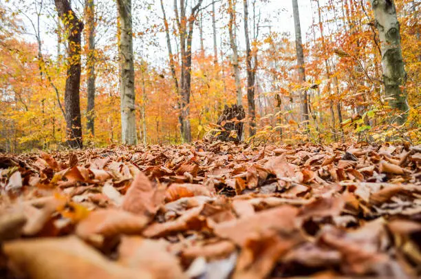 Macro closeup of fallen brown autumn leaves in golden forest