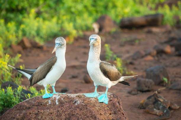 A pair of blue-footed boobys (Sula nebouxii) at Galapagos Islands in the Pacific Ocean. The male bird is dancing to impress the female. The dance also includes \