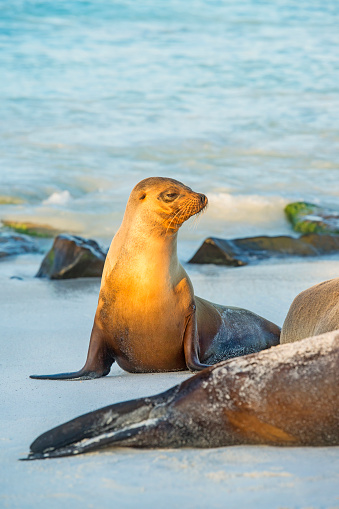 A young Galapagos sea lion (Zalophus wollebaeki) is sunbathing in the last sunlight at the beach of Espanola island, Galapagos Islands in the Pacific Ocean. This species of sea lion is endemic at the Galapagos islands; In the background one of the typical tourist yachts is visible. Wildlife shot.
