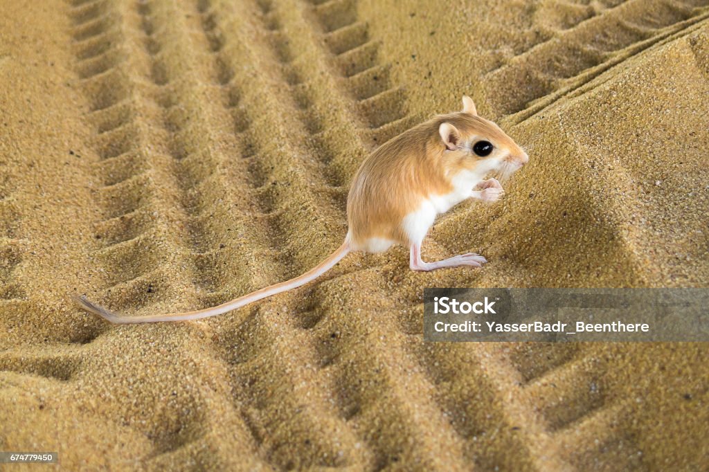 Rattus desertus - Foto stock royalty-free di Canguro