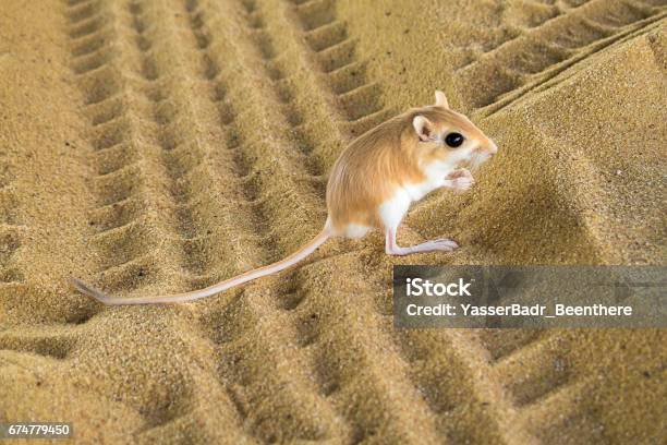 Rattus Desertus - Fotografie stock e altre immagini di Canguro - Canguro, Ratto, Deserto