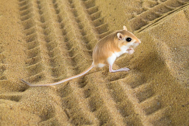 Desert Rat Desert Rat kgalagadi transfrontier park stock pictures, royalty-free photos & images