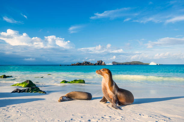 Galapagos sea lion (Zalophus wollebaeki) at the beach of Espanola island Galapagos sea lions (Zalophus wollebaeki) are sunbathing in the last sunlight at the beach of Espanola island, Galapagos Islands in the Pacific Ocean. This species of sea lion is endemic at the Galapagos islands; In the background one of the typical tourist yachts is visible. Wildlife shot. sea lion stock pictures, royalty-free photos & images