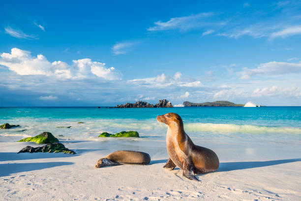 espanola beach adası galapagos deniz aslanı (zalophus wollebaeki) - denizaslanıgiller stok fotoğraflar ve resimler