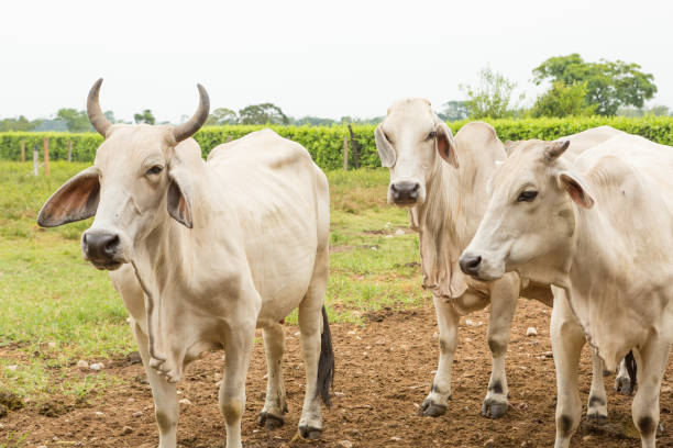 istock Mother Cows Looking at their Calves 674781924
