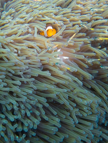 Clown Fish famyli hiding in Anemone