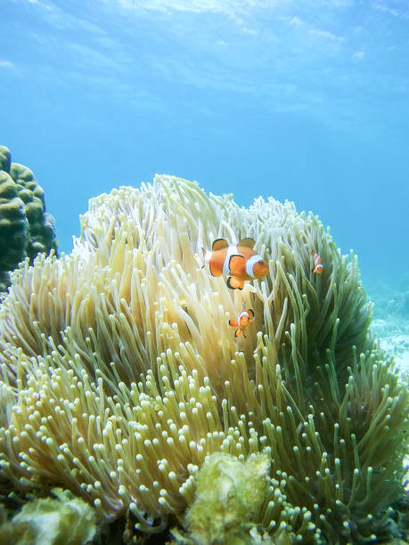istock Clown Fish family 674782364