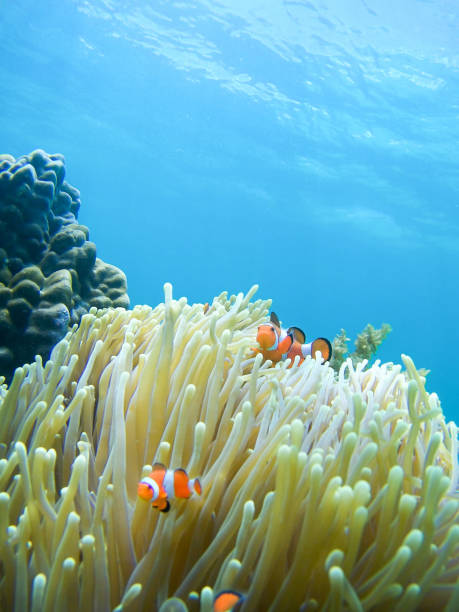 istock Clown Fish family 674782368