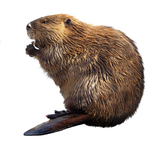 beaver isolated on a white background - north american beaver fotos imagens e fotografias de stock