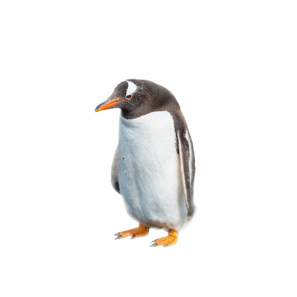 istock Isolated at white background funny penguin 674787026