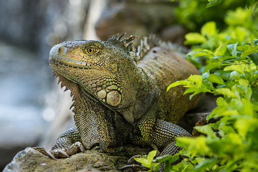 Green Iguana (iguana iguana) in a close-up shot at the coast of Ecuador, South America.